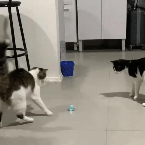 Bola de gato inteligente